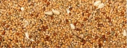 1KG PERRUCHES - ESSENTIALS