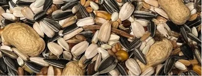 2.5KG PERROQUET - ESSENTIALS