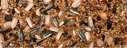 4KG GRANDES PERRUCHES - ESSENTIALS