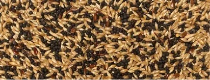 4KG CANARIE - ESSENTIALS