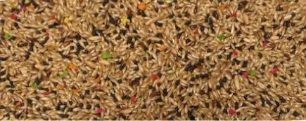 0.900KG CANARIES - RAINBOW CRISP
