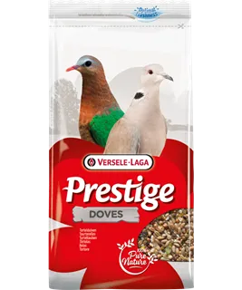 Pigeons - Tourterelles